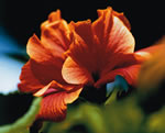 Orange Flower